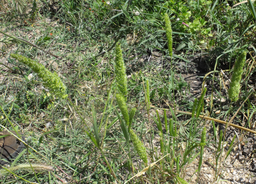 Rostraria cristata